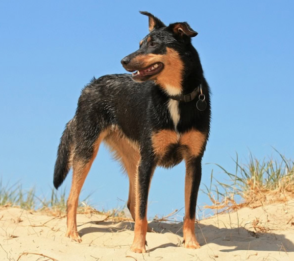 Australian Kelpie dog breed